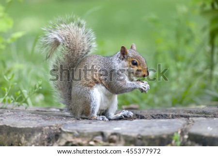 Cute grey squirrel eating in the park