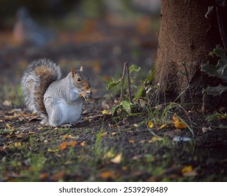 A cute grey squirrel forages for food, amongst the colourful backdrop of the Autumn leaves in a city park.
 - Powered by Shutterstock