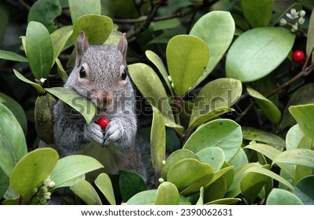 Similar – Image, Stock Photo Beautiful gray squirrel eats nut on tree in winter