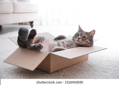 Cute Grey Tabby Cat In Cardboard Box On Floor At Home