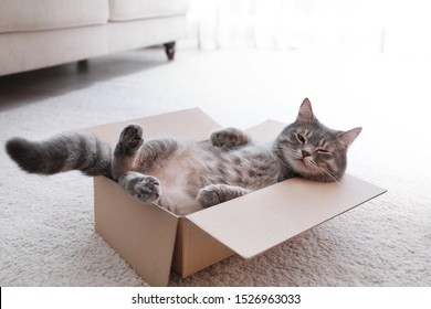 Симпатичный серый полосатый кот в картонной коробке на полу дома