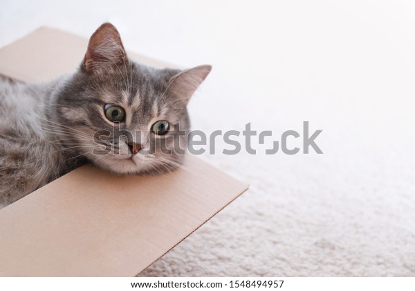 Cute Grey Tabby Cat Cardboard Box Stock Photo (Edit Now) 1548494957