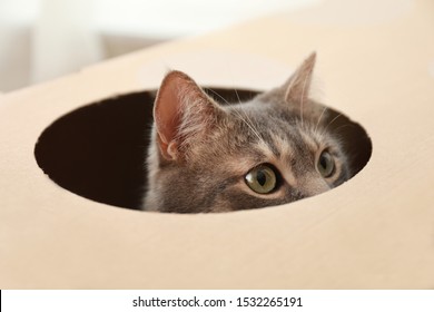 Cute grey tabby cat looking out of cardboard box at home, closeup