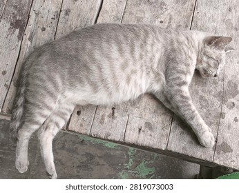 Cute grey tabby cat sleeping peacefully on a weathered wooden table surface