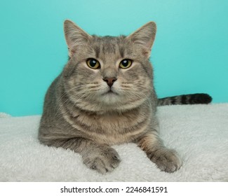 cute grey tabby cat with yellow eyes lying down on a white blanket - Powered by Shutterstock