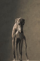 Cute Greyhound Hunting Dog With Long Legs Looking Down And Standing In Front Of Beige Background 