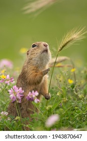 Cute ground squirrel with the harvest