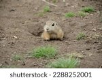 cute ground squirrel is looking out from a hole in Slovakia, Europe