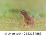 A cute ground squirrel posing in the grass. Spermophilus citellus