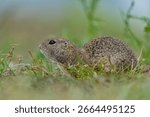 A cute ground squirrel posing in the grass. Spermophilus citellus