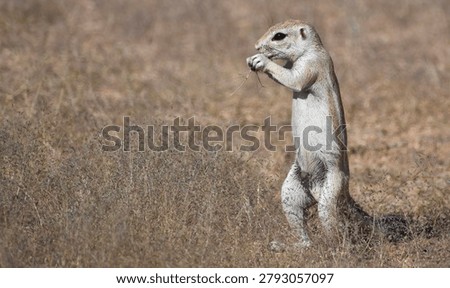 Cute ground squirrel standing alone in the desert