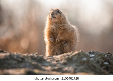 A Cute Groundhog Looking Curiously