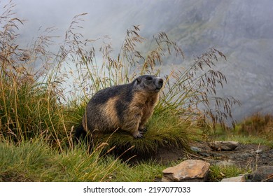 Cute Groundhog looking at the Grossglockner.
View of the landscape.
Groundhog with fluffy fur sitting in a meadow.
Groundhog Day.