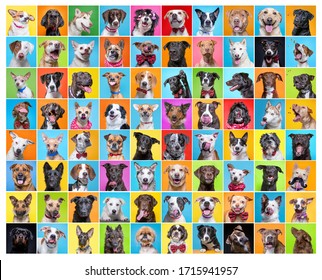 cute group of dogs in a studio shot collage on an isolated background - Shutterstock ID 1715941957