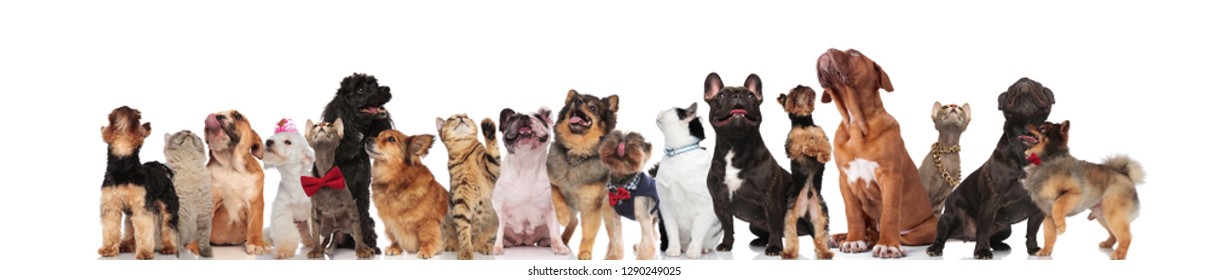 Cute Group Of Mixed Pets On White Background Looking Up While Standing And Sitting. They Are Wearing Bowties, Clothes And Colorful Collars