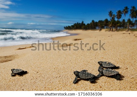 cute group of newborn baby hawksbill sea turtle (Eretmochelys imbricata) on the sand at the beach  walking to the sea after emerging leaving the nest at Bahia coast, Brazil,   with coconut palm tree 