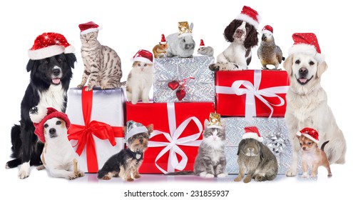 Cute Group Of Pets In Christmas