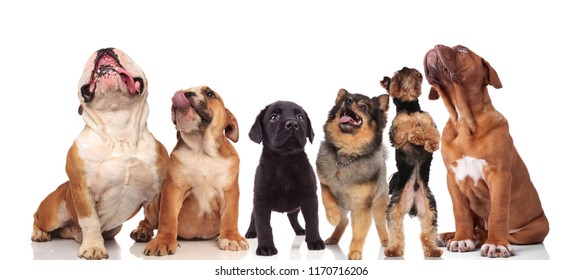 cute group of six curious dogs looking up while standing and sitting on white background - Shutterstock ID 1170716206