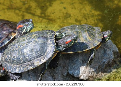 78 Turtle gang Images, Stock Photos & Vectors | Shutterstock