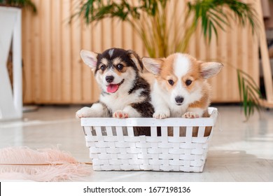 Cute Group Of  Two Welsh Corgi Puppies Sitting In A Basket. Cute Adorable Pets Puppies