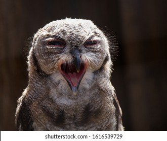 957 Scowling animal Images, Stock Photos & Vectors | Shutterstock