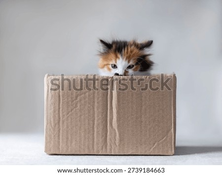 Cute grumpy kitten peeking out Sticking his face out of a cardboard box