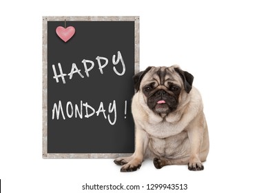 Cute Grumpy Pug Puppy Dog With Bad Monday Morning Mood, Sitting Next To Blackboard Sign With Text Happy Monday