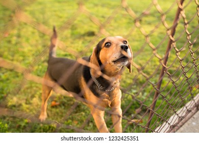 Cute Guard Dog Behind Fence, Barking, Checking You Out