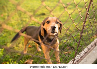 Cute Guard Dog Behind Fence, Barking, Checking You Out