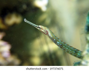 Cute guilded pipefish in macro