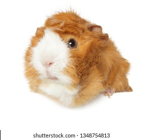 Cute Guinea Pig Above Banner, Isolated On White Background