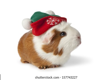 christmas guinea pig