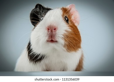 cute guinea pig close up - animal portrait - Powered by Shutterstock