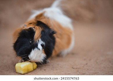 A cute guinea pig, eating an apple - Powered by Shutterstock