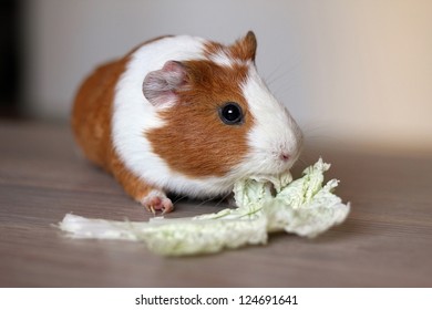 Cute Guinea Pig Eating Chinese Cabbage Stock Photo (Edit Now) 124691641