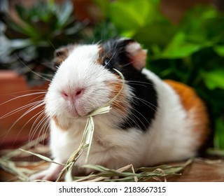 Cute Guinea Pig Eating Hay