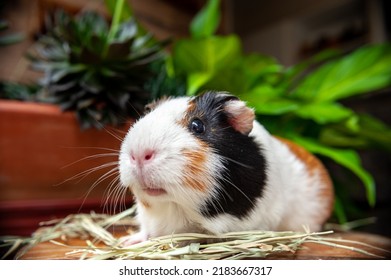 Cute Guinea Pig Eating Hay