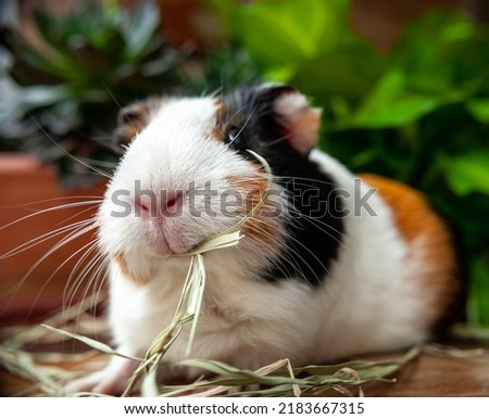 cute guinea pig eating hay
