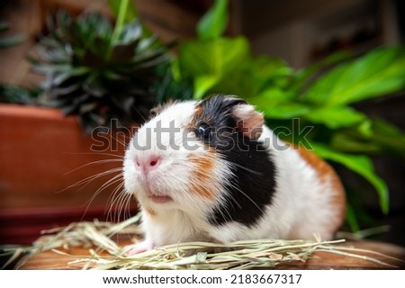 cute guinea pig eating hay