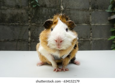 Cute guinea pig, a popular household pet.