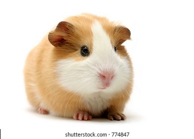 Royalty Free Guinea Pigs Isolated Stock Images Photos Vectors Shutterstock,Tall Indoor Palm Trees