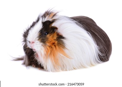 long haired guinea pig images stock photos vectors shutterstock https www shutterstock com image photo cute guinea pig sitting on white 216473059