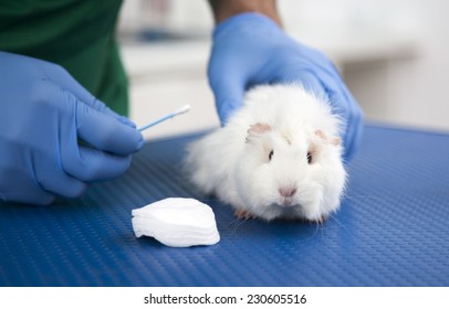 Cute Guinea Pig At Vet