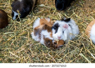 Cute guinea pigs (cavy) nestling together in a hatch filled with straw