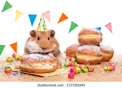 Cute Guinea Pigs celebrating with dounts.