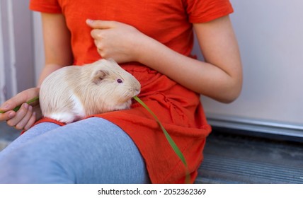 Cute guinea pigs comfortably sitting on girl's laps. Selective focus, copy space, space for text.