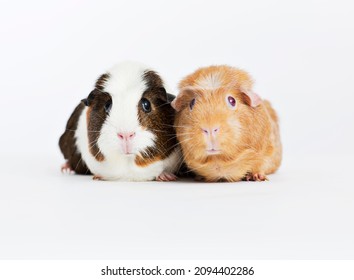 Cute guinea pigs sitting together
