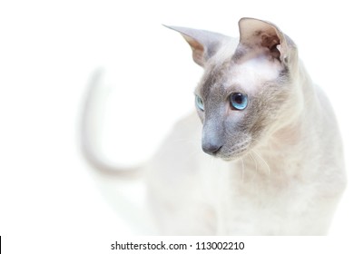 Noble Cat Images Stock Photos Vectors Shutterstock Noble Cat Images Stock Photos Vectors Shutterstock