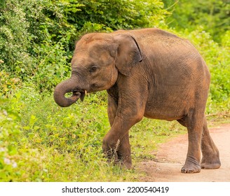 Cute Hairy Baby Elephant With A Tiny Tusk