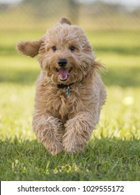Cute hairy puppy jumping and running toward camera on grass